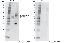 Phospho-RIP3 (Ser227) (D6W2T) Rabbit mAb