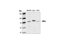IKKα Antibody