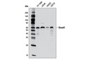 Smad1 (D59D7) XP Rabbit mAb