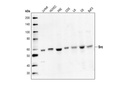 Src Antibody