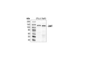 Jak1 Antibody