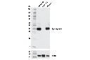 Synaptophysin (D8F6H) XP Rabbit mAb