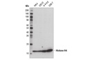 Histone H4 (D2X4V) Rabbit mAb