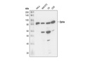 Ezrin Antibody