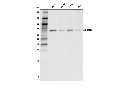 PRMT5 (D5P2T) Rabbit mAb