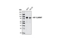 HIF-1β/ARNT (D28F3) XP Rabbit mAb