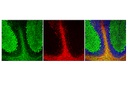 Anti-rat IgG (H+L) (Alexa Fluor 555 Conjugate)