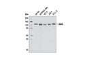 Jak3 (D7B12) Rabbit mAb