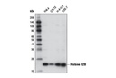 Histone H2B (D2H6) Rabbit mAb
