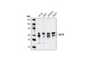 KLF4 Antibody