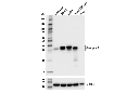 Granzyme B (D2H2F) Rabbit mAb
