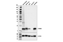 S100A9 (D3U8M) Rabbit mAb (Rodent Specific)