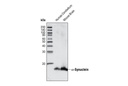 α-Synuclein Antibody (IF Preferred)