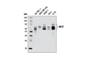 MITF (D5G7V) Rabbit mAb