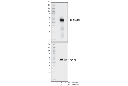 IDO (D8W5E) Rabbit mAb