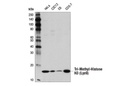 Tri-Methyl-Histone H3 (Lys9) (D4W1U) Rabbit mAb