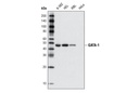 GATA-1 (D52H6) XP Rabbit mAb