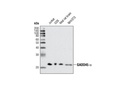 GADD45 alpha (D17E8) Rabbit mAb