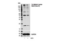 Tri-Methyl Lysine Motif [tme-K] (D1L1X) Rabbit mAb