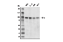 EZH1 (D7D5D) Rabbit mAb