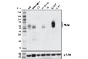 VISTA (D5L5T) XP Rabbit mAb