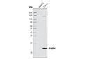 FABP4 Antibody
