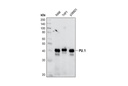 PU.1 (9G7) Rabbit mAb