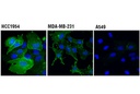 PD-L1 (Extracellular Domain Specific) (D8T4X) Rabbit mAb
