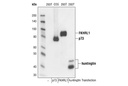 DYKDDDDK Tag Antibody (Binds to same epitope as Sigma's Anti-FLAG M2 Antibody)