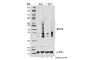 BNIP3 (D7U1T) Rabbit mAb