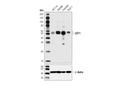 LEF1 (D6J2W) Rabbit mAb