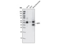 LEF1 (C12A5) Rabbit mAb