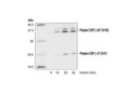 Phospho-C/EBPβ (Thr235) Antibody