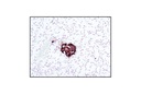 Insulin Antibody