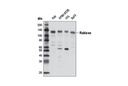 Rubicon (D9F7) Rabbit mAb