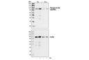 Phospho-B-Raf (Ser445) Antibody