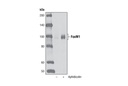 FoxM1 (D12D5) XP Rabbit mAb