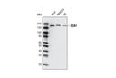 EEA1 (C45B10) Rabbit mAb