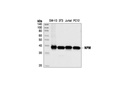 NPM Antibody