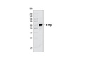 N-Myc Antibody