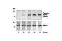 Phospho-HSP27 (Ser82) Antibody
