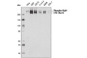Phospho-Rpb1 CTD (Ser7) (E2B6W) Rabbit mAb