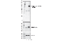 Phospho-A20/TNFAIP3 (Ser381) Antibody