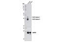 SirT2 (D4S6J) Rabbit mAb
