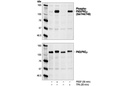 Phospho-PKD/PKCμ (Ser744/748) Antibody