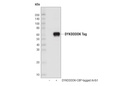 DYKDDDDK Tag (D6W5B) Rabbit mAb (Binds to same epitope as Sigma's Anti-FLAG M2 Antibody) (HRP Conjugate)