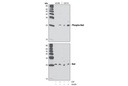 Phospho-Bad (Ser136) (D25H8) Rabbit mAb
