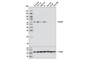 Smad4 (D3M6U) Rabbit mAb