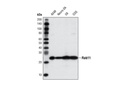 Rab11 (D4F5) XP Rabbit mAb