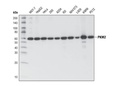 PKM1/2 (C103A3) Rabbit mAb